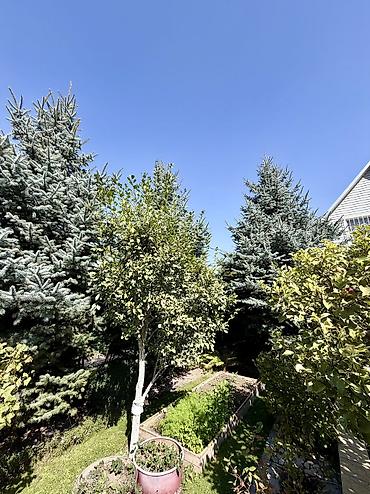 дом с бизнесом бишкек: 🏡 ЭКСКЛЮЗИВНАЯ ДАЧА РЯДОМ С АЛА-АРЧОЙ 🌲🏔️ 📍 Закрытое дачное — 5