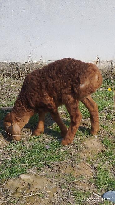 Баран, овца: Продаю | Овца (самка) | Для разведения | Племенные — 11