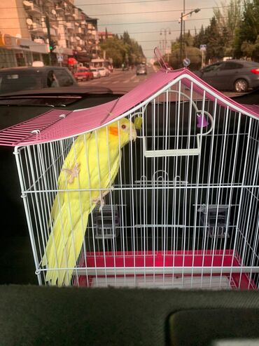 Tutuquşları: Növ: Korella papuqayı (cockatiel), sarı rəng 6 aylıgdır Erkek cinsidir — 19