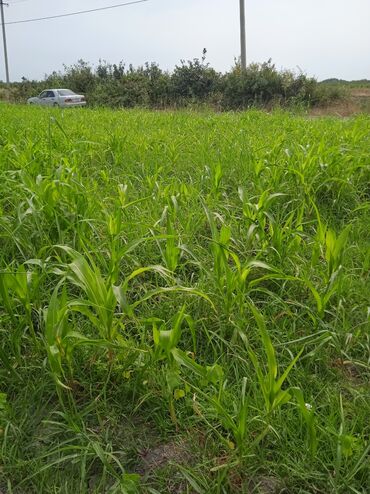 Torpaq sahələrinin satışı: 36 sot, Kənd təsərrüfatı, Kupça (Çıxarış) — 9