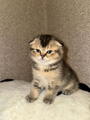 Кошки: Шотландская, Самка, Самовывоз — 3
