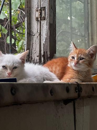 хомяк бесплатно: Кошка даром: Беспородная, 3 месяца, Мальчик — 6
