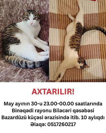 pişik itib: Erkək — 1
