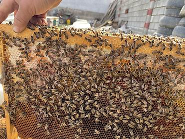 Другие животные: Продается пчела семья 3 расплод+1 (2 закрытый 1 молочный 1 кроюшый) — 7
