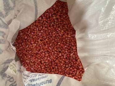 перец семена: Семена и саженцы Кукурузы
