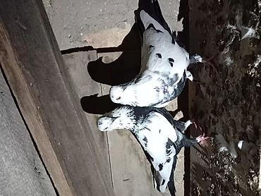 ən gozəl pişik adları: Salam — 6