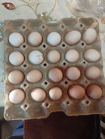 Yumurta: Heyratı yumurtaları biri 2 manat 🥚🥚 çatdırılma yoxdur alan ozu gelib