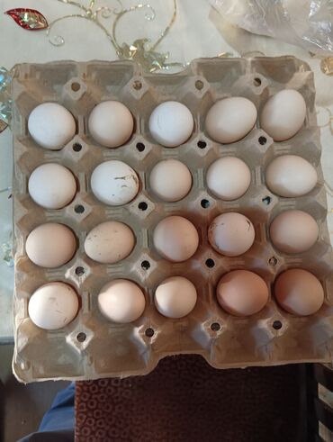 Digər quşlar: Heyratı pileymut yumurtaları 🥚🥚🥚🥚biri 1 manat 50 qepiye catırılma