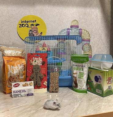 Хомяки: Продаются хомячки джунгарские, сирийские, ангорские пушистые хомячки — 24