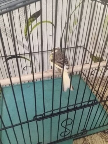 Bülbüllər: Salam. Bulbul satilir. 10 ayliqdi. Fevral ayinin qusudu. Oz qusumun -da lalafo.az — 18 Bülbüllər: Salam. Bulbul satilir. 10 ayliqdi. Fevral ayinin qusudu. Oz qusumun — 18