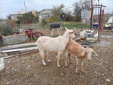 keci ətinin qiyməti: 14 baş keçi çəpiş satılır. 4 Baş yerli 2 baş sani 3 baş hələb(2 erkək — 2