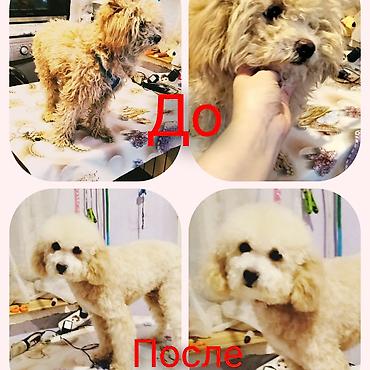 İtlər: Pudel, 6 ay, Dişi -da lalafo.az — 13 İtlər: Pudel, 6 ay, Dişi — 13