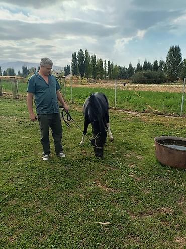 аппарат узи для животных цена: Продаю | Жеребец | Конный спорт — 2
