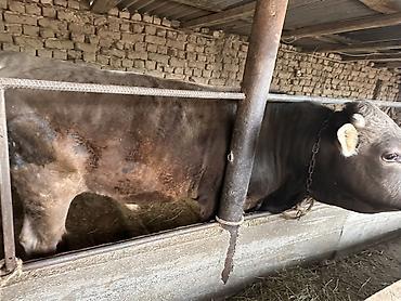 Коровы, быки: Продаю | Бык (самец) | На откорм | Племенные — 2