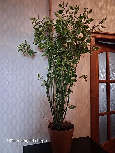 epimedium bitkisi satisi: Satılır: Ev/ofis üçün dekorativ otaq bitkiləri kolleksiyası - — 5
