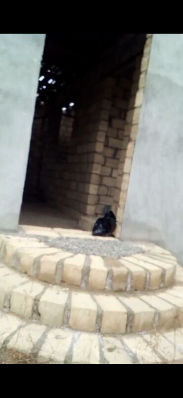 Bağ evlərinin satışı: Gəncə, 200 kv. m, 4 otaqlı, Hovuzsuz, Kommunal xətlər qoşulmayıb — 2