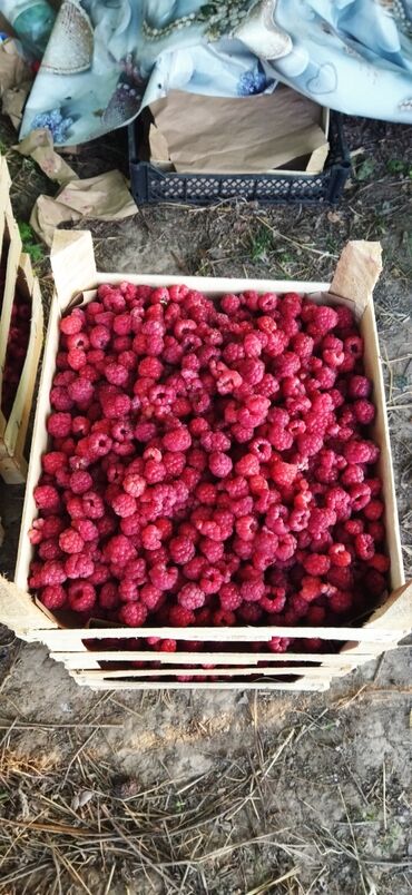 малинанын кочоту: Свежая, спелая малина, и Клубника собранная с поля, без удобрения без