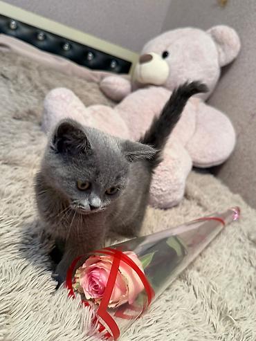 Кошки: Шотландская, Самка, В добрые руки — 1