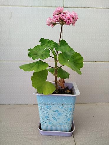 malc: Geran yeni sort pink. Böyük ölçülü də var — 3