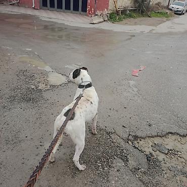 İtlər: Amerikan buldoqu, Erkek, Peyvəndli — 4