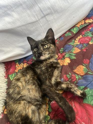 Продажа кошек: 🏡 КОТЯТА ИЩУТ ДОМ! 🐾❤️ Два замечательных малыша — чёрный котик и — 2
