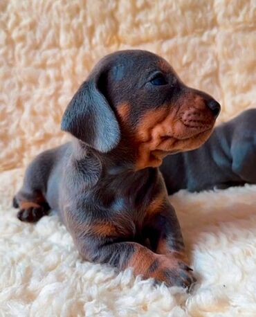 Psi: Jaze malog rasta oštenjene 23.08.2025.Uvezena genetika iz — 9