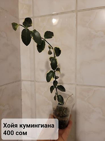 Хойи: Хойи
Цены и названия на фото — 11