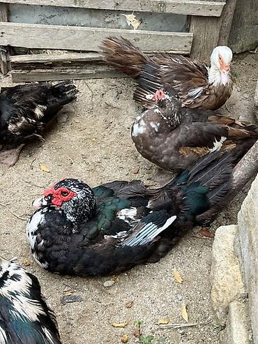 gəncə toyuq satan: Salam diqqetle oxuyun zehmet deilsə 18 manatdan 35 manata kimi 18 — 3