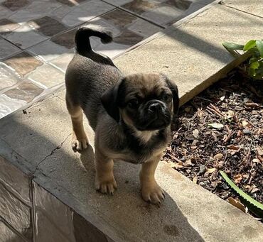 İtlər: Mops, 5 ay, Erkek, Sənədli — 1