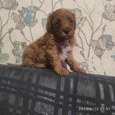 İtlər: Pudel, 1 ay, Erkek, Pulsuz çatdırılma lalafo.az -da İtlər: Pudel, 1 ay, Erkek, Pulsuz çatdırılma