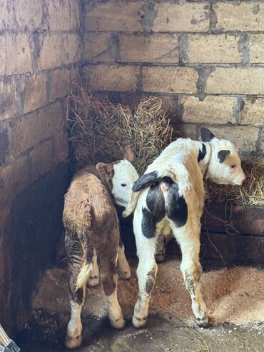 simental erkek dana: Simmental buzovlar satilir. Ağ erkəkdir. Çox iri buzovdur. Şəkildə