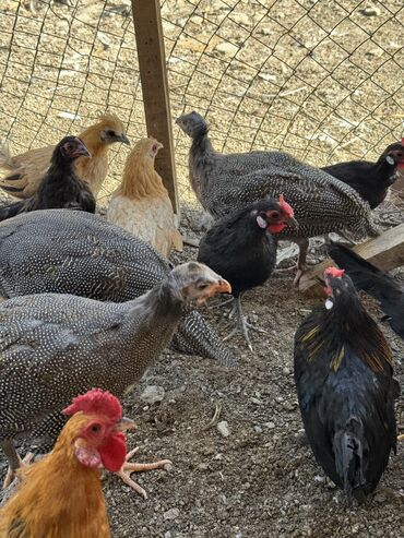 активированный уголь волнистому попугаю: 🐣Продаю декоративные карликовые породы кур и петухов! Отличные