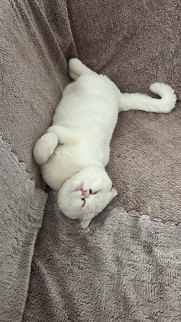 ragdoll pisik: Amerikan Shorthair, Erkək, Dişi, Ünvandan götürmə, Ödənişli çatdırılma — 5