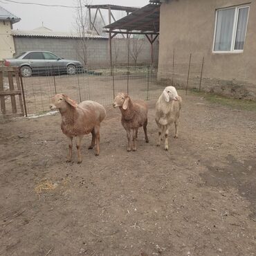 Баран, овца: Продаю | Овца (самка) | Для разведения — 8