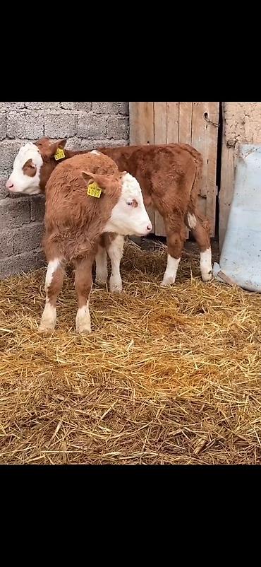 Dana, buzov: Iki ədəd erkek dana biri 2 aylıq biri 51 günlük ikisidə erkrkdi temiz — 2
