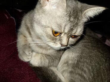 Pledlər: Rəng - Bənövşəyi Mikrofiber Pled -da lalafo.az — 7 Pledlər: Rəng - Bənövşəyi Mikrofiber Pled — 7