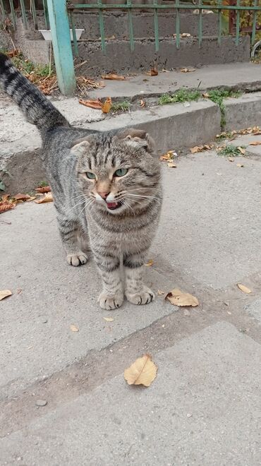 домик для кота: Кошка даром: Скотиш Фолд (Шотландская вислоухая), 2 года, Мальчик, Приучена к лотку