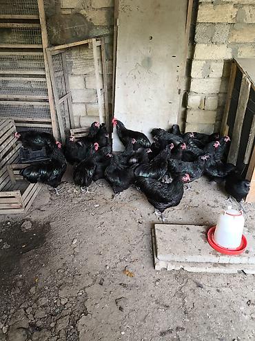 Toyuqlar: Toyuq, Australorp, Yumurtalıq — 2