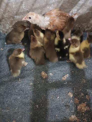 ördey balası: Krasnadar sortu ördek balalarıdı erkekleri 5,6 kq ceki verirler — 2