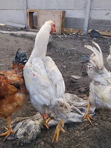 Другие с/х животные: Продаются сельскохозяйственные птицы смешанного поголовья для — 23