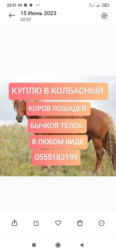 спринтер в аренду с выкупом: Куплю | Коровы, быки, Лошади, кони | Круглосуточно, Любое состояние, Забитый