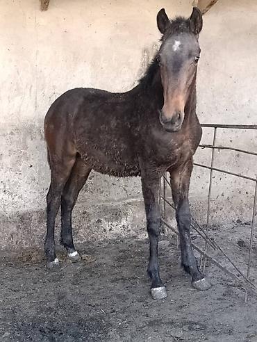 Лошади, кони: Продаю | Жеребец | Рабочий at lalafo.kg — 5 Лошади, кони: Продаю | Жеребец | Рабочий — 5