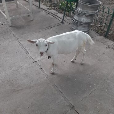 шубу коза: Продаю | Коза (самка) | Зааненская | Для разведения, Для молока