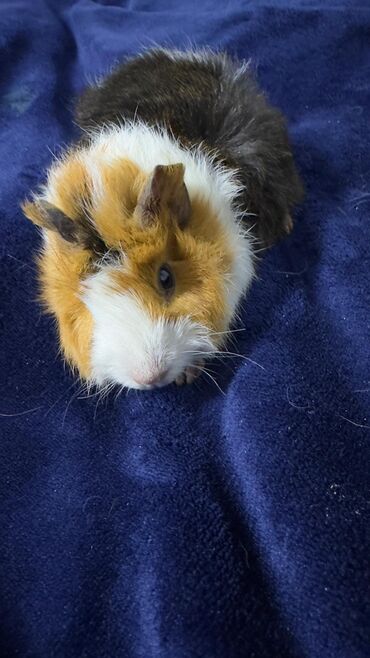 Морские свинки: ПРОДАЮ МОРСКУЮ СВИНКУ! •ДЕВОЧКА •РОДИЛАСЬ 16 ОКТЯБРЯ •ПУШИСТАЯ — 2