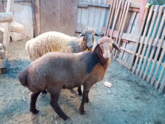 померанский шпиц купить: Salam ikiside erkekdi .tam saglam dopdoludu.5 ayliqdi