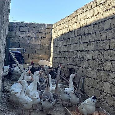 Təsərrüfat üçün qaz sürüsü kuban qazlar satılır hamisi cavan quslardi