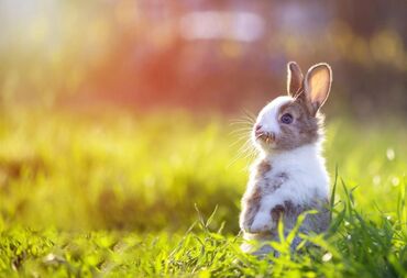 Karlik dovşani 15 manat temiz sağlam karlik dovşanlari böyümeyen