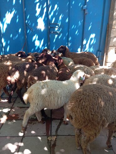 Ördəklər: Quzu, Erkək, Qala, ay: 3, 1 kq, Damazlıq, Ünvandan götürmə