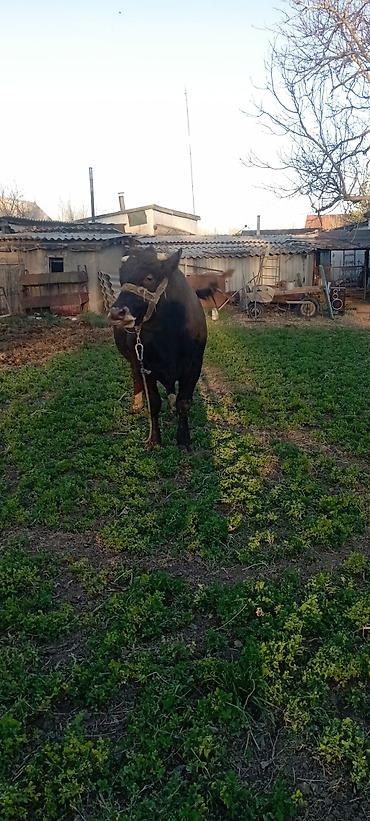 Коровы, быки: Продаю | Бык (самец) | Симментальская | На откорм | Привязанные — 1