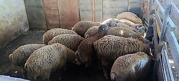balalı qoyunlar: Qurbanlıq quzular qiymətdə razılaşmaq yolu ilə. Qoyun sürüsü – ət və — 2